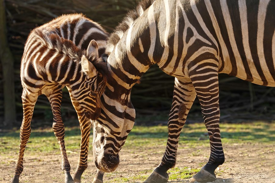 zebra-bezhřívá-Equus-quagga-borensis-4-4-2025-km (75)-mini