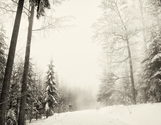 zima-les-sneg-priroda-zimnyaya