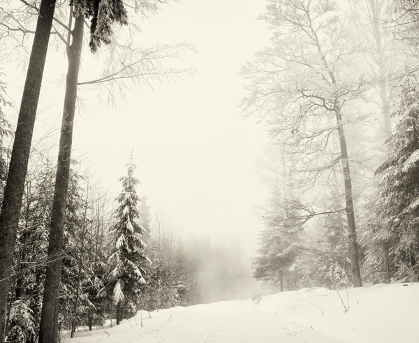 zima-les-sneg-priroda-zimnyaya