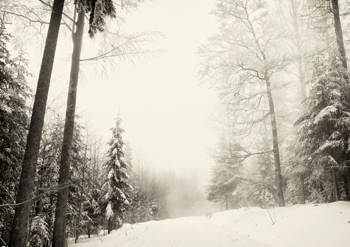 zima-les-sneg-priroda-zimnyaya