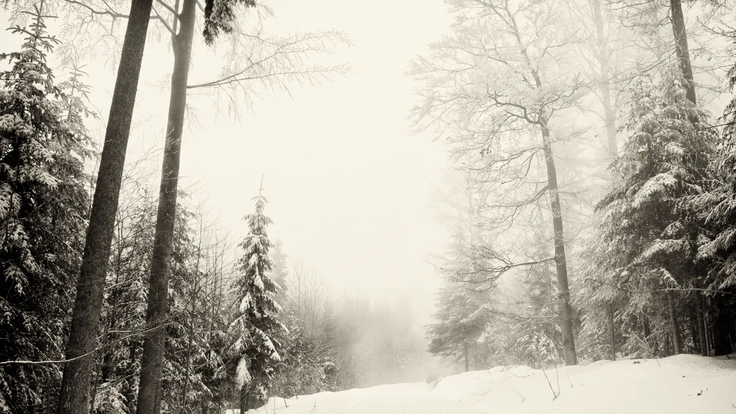 zima-les-sneg-priroda-zimnyaya