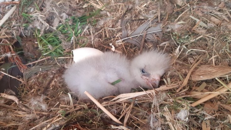 Ptáče orla východního v Zoo Liberec